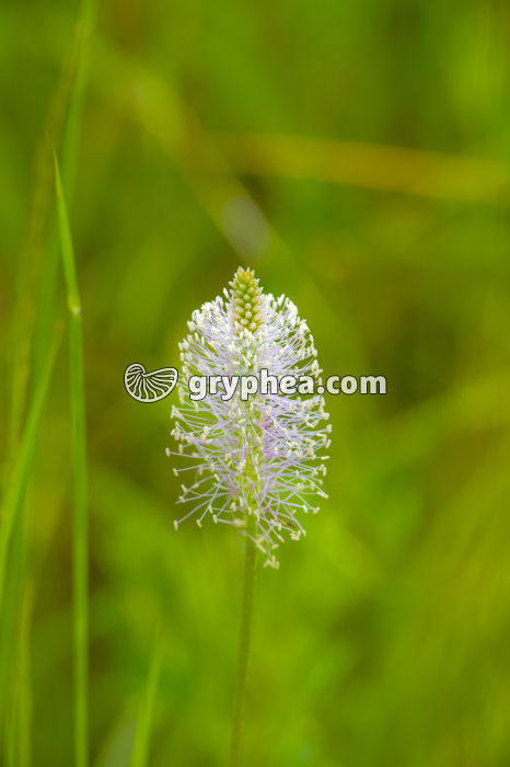 Plantain moyen (Plantago media, Plantaginaceae) - gryphea.org